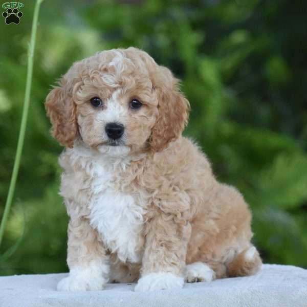 Kyle, Cavapoo Puppy